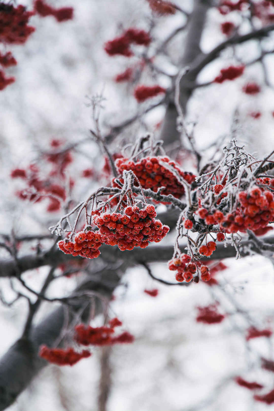 冬天树枝红浆果手机壁纸图片