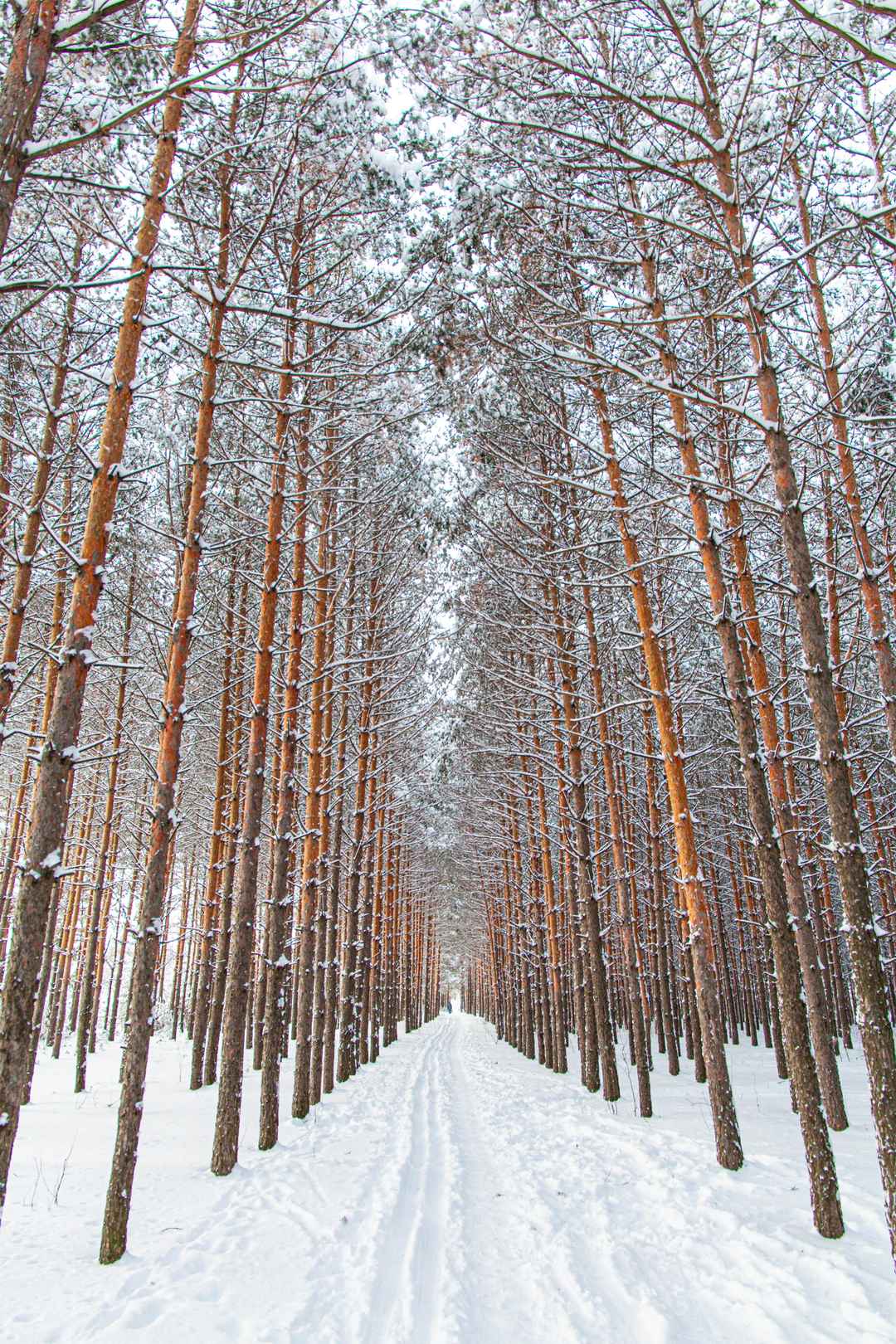 冬天唯美柏树林手机壁纸图片