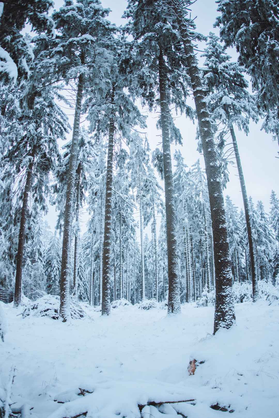 白雪皑皑的山林手机壁纸图片