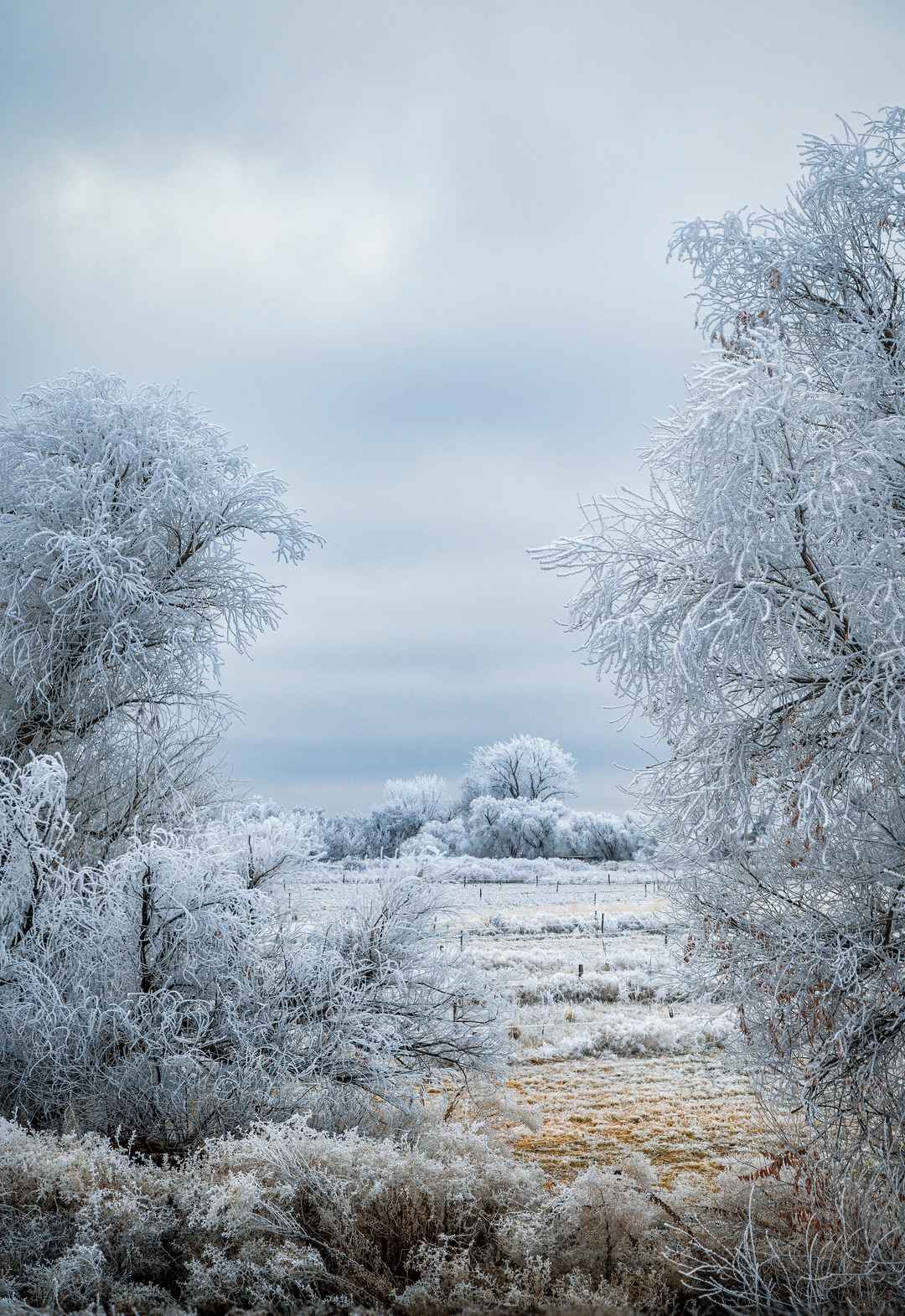 冬天白茫茫的雪手机壁纸风景图片