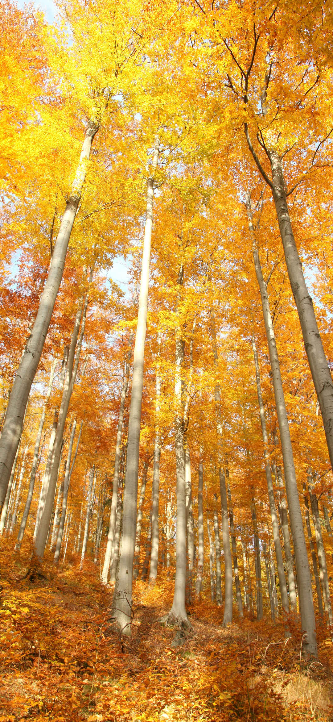 秋天白桦树林手机壁纸