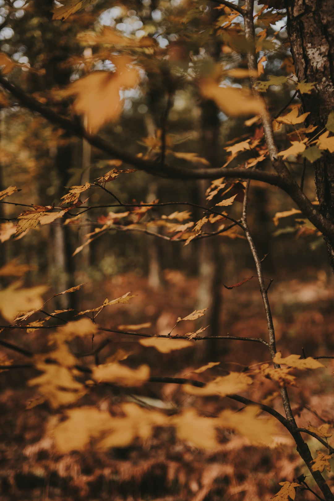 寒冷秋天的树林手机壁纸图片-