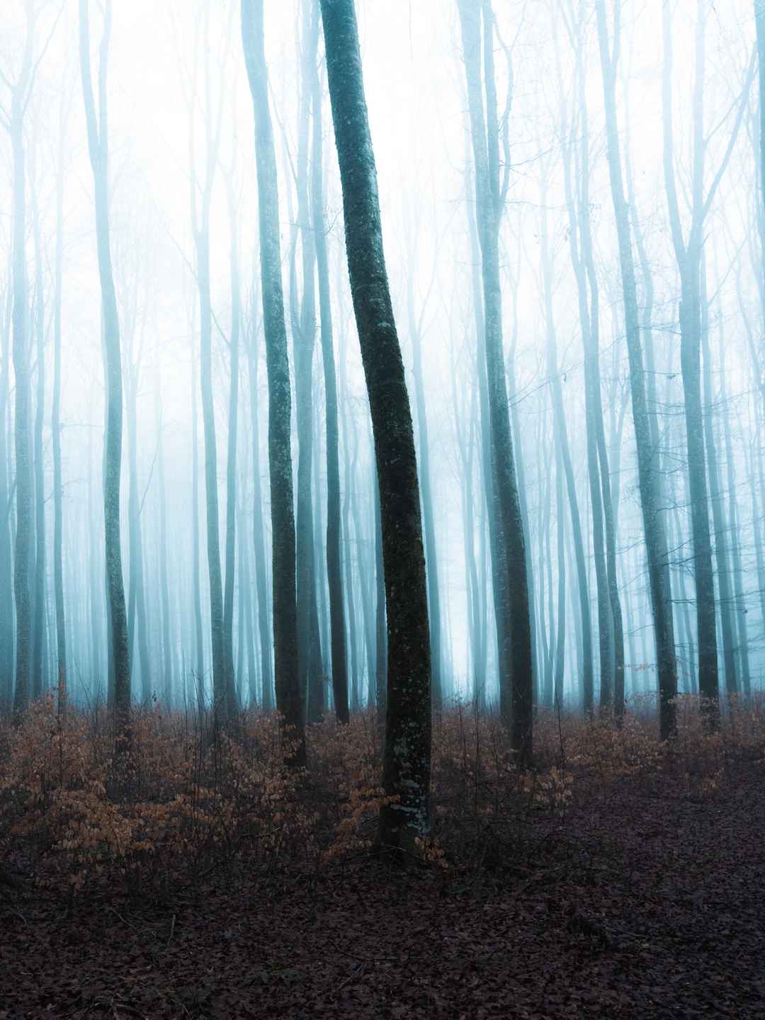 深冬浓雾若隐若现山林手机壁纸图片