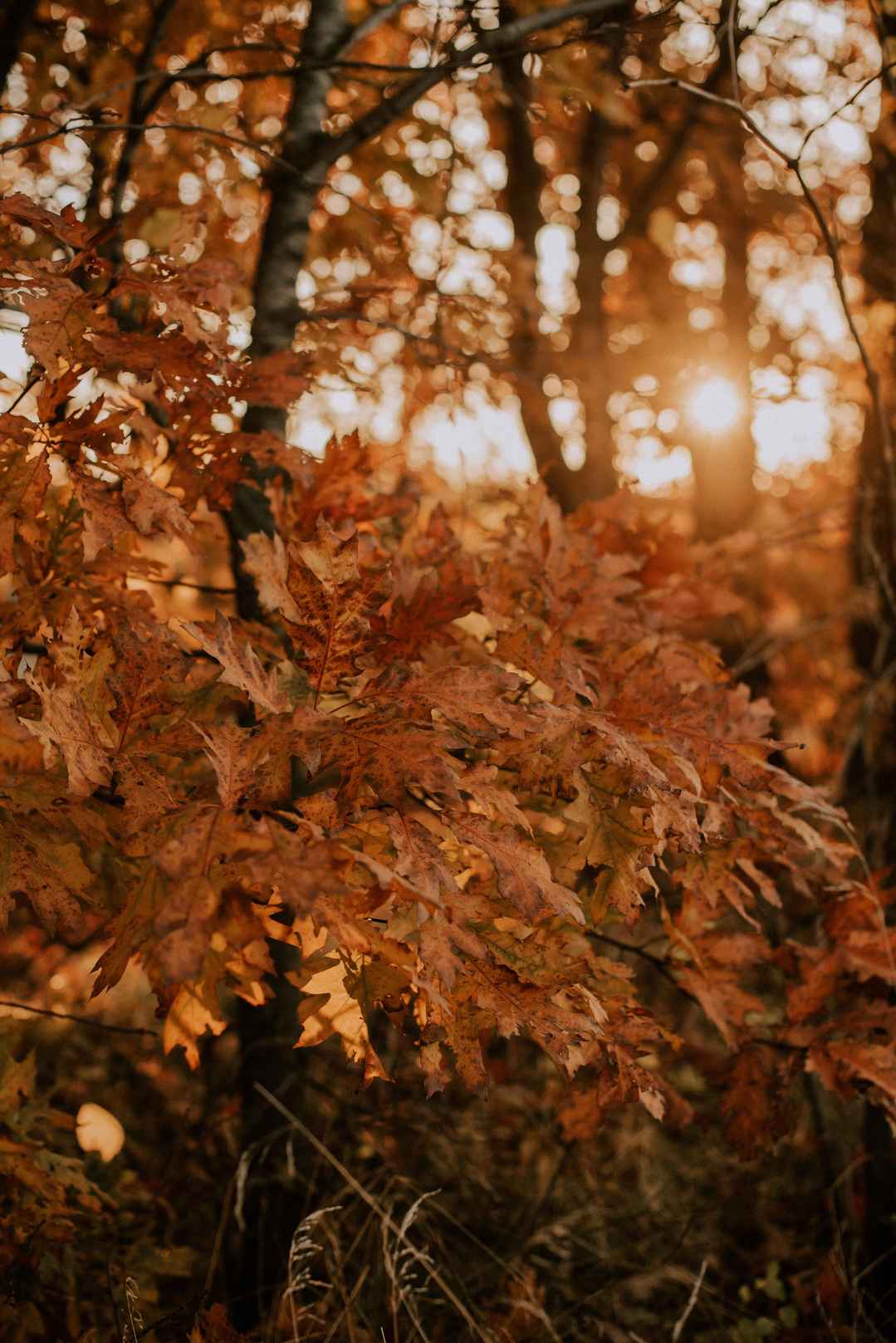 秋天的逆光森林树木手机壁纸图片