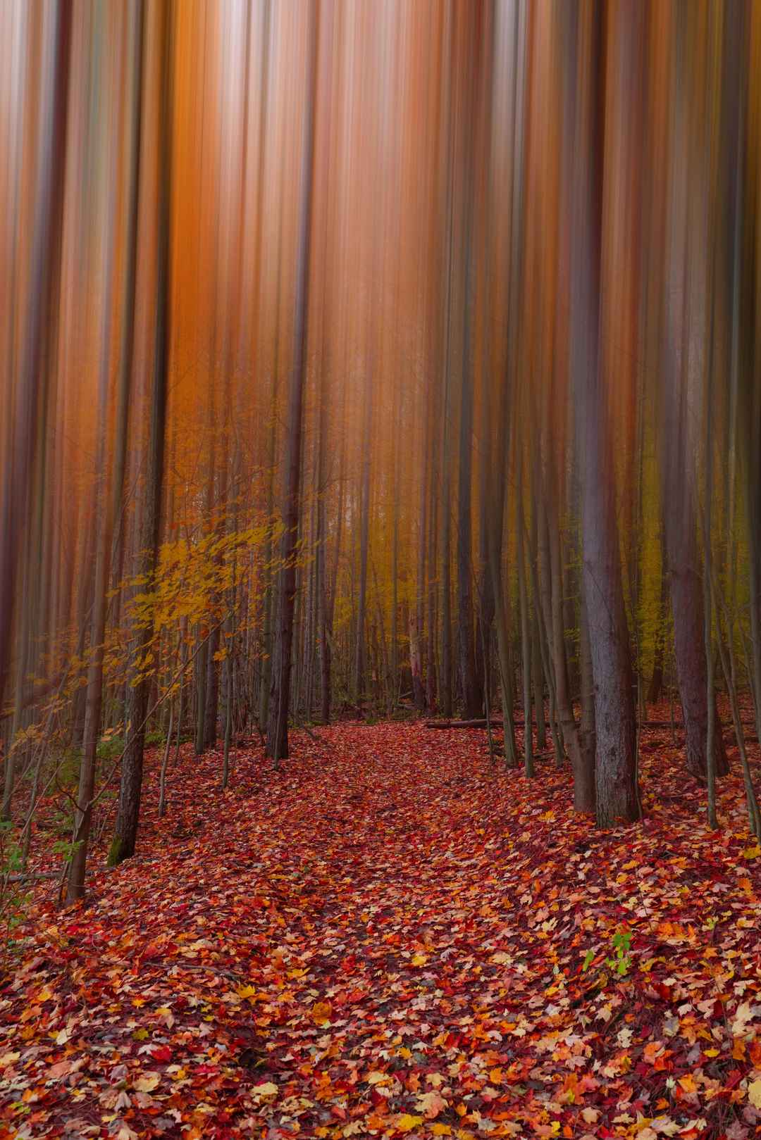 秋天美丽树林落叶手机壁纸图片