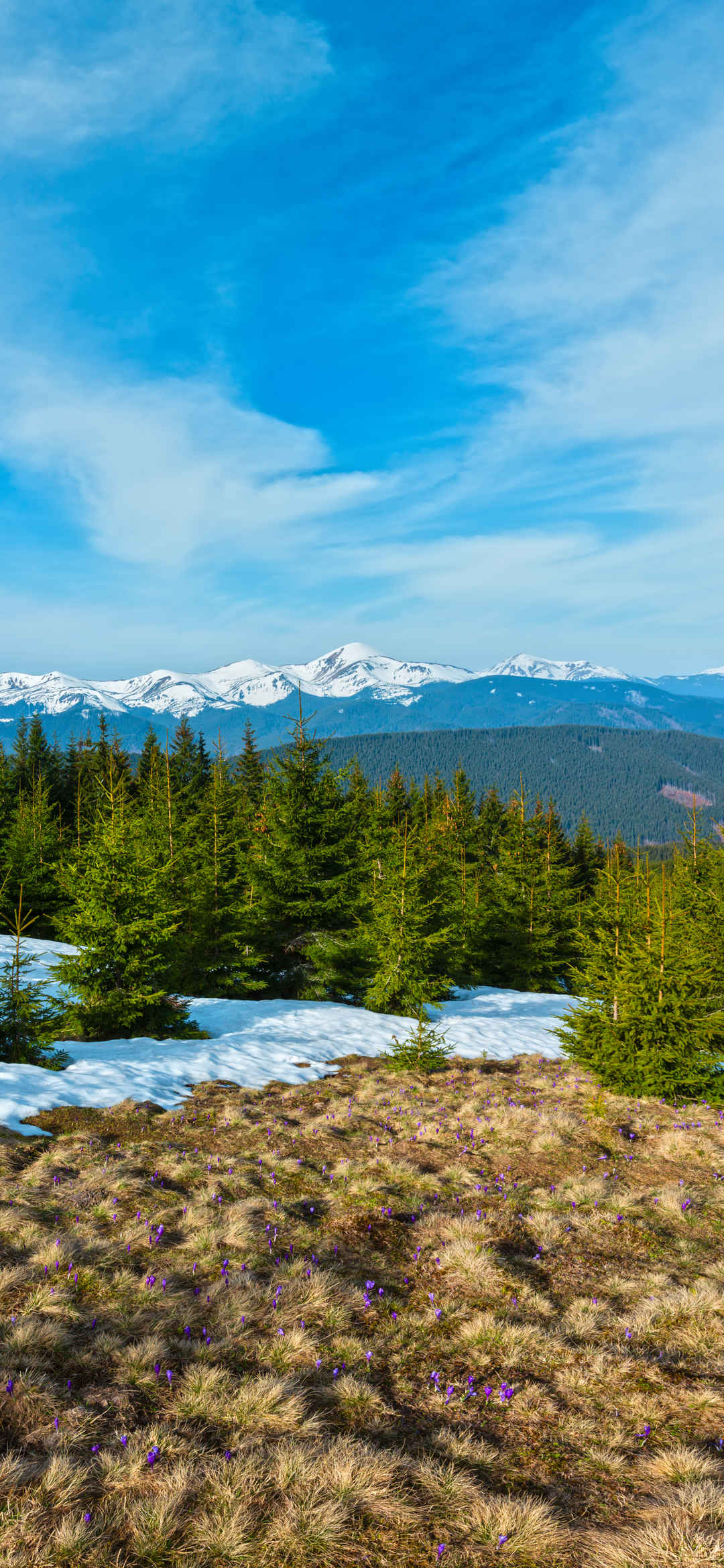 积雪树林自然风景手机壁纸-