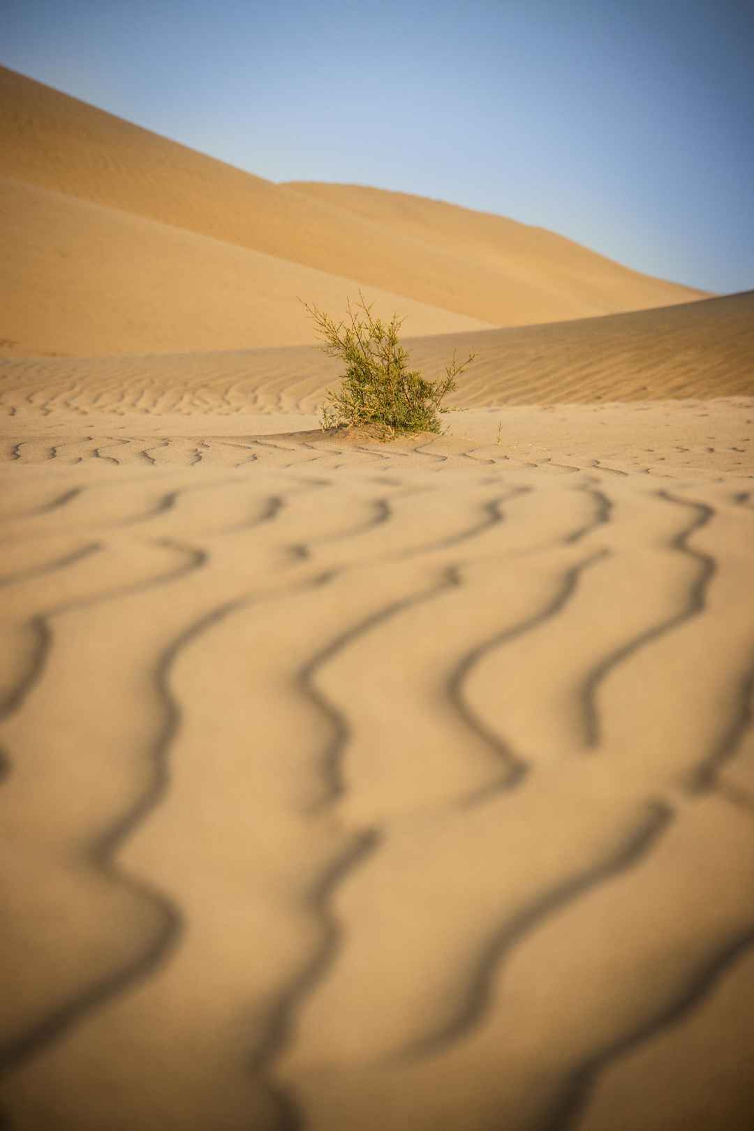 沙漠金色手机壁纸-
