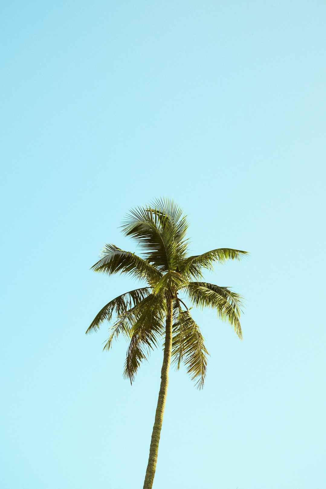 一棵棕榈树图片-