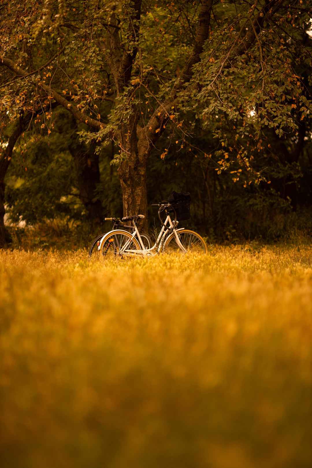 秋季树林单车风景图片-