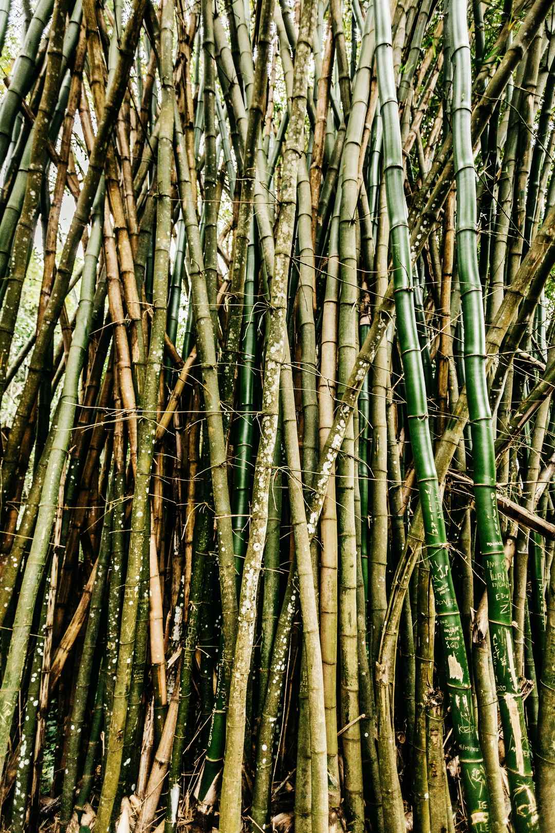 森林绿色竹子图片-