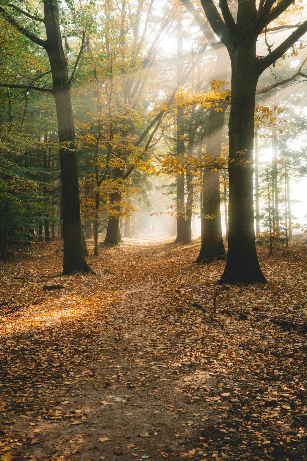 秋天树林美景图片
