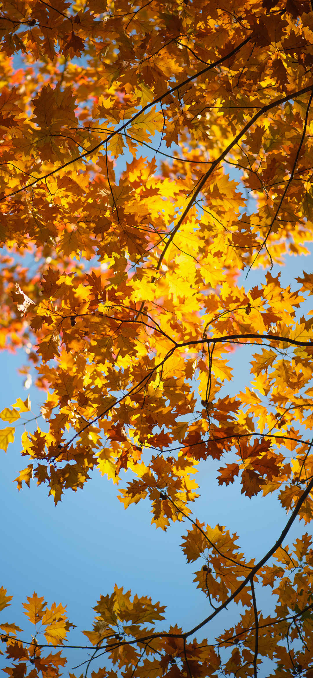 秋天金色树叶风景唯美手机壁纸-