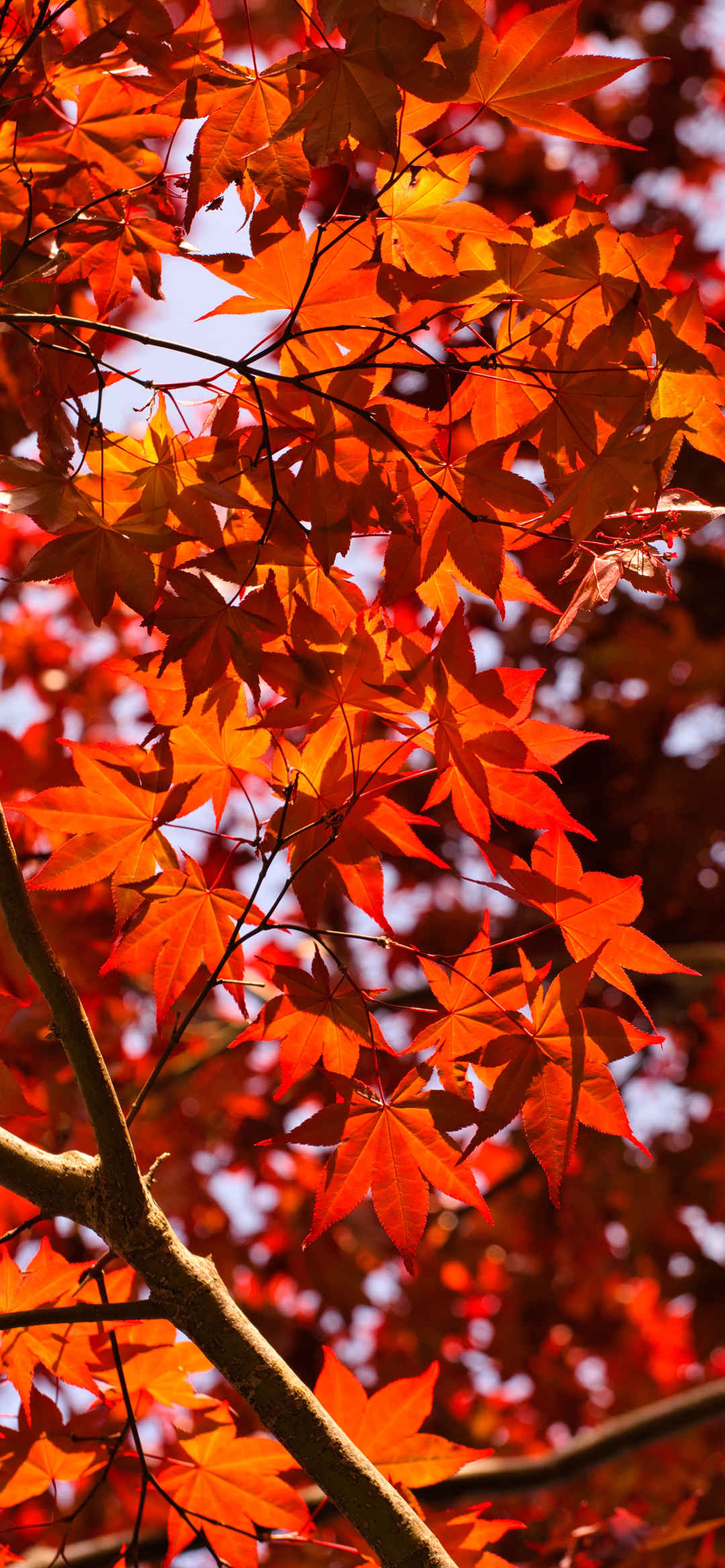 秋季美好火红枫叶锁屏壁纸-