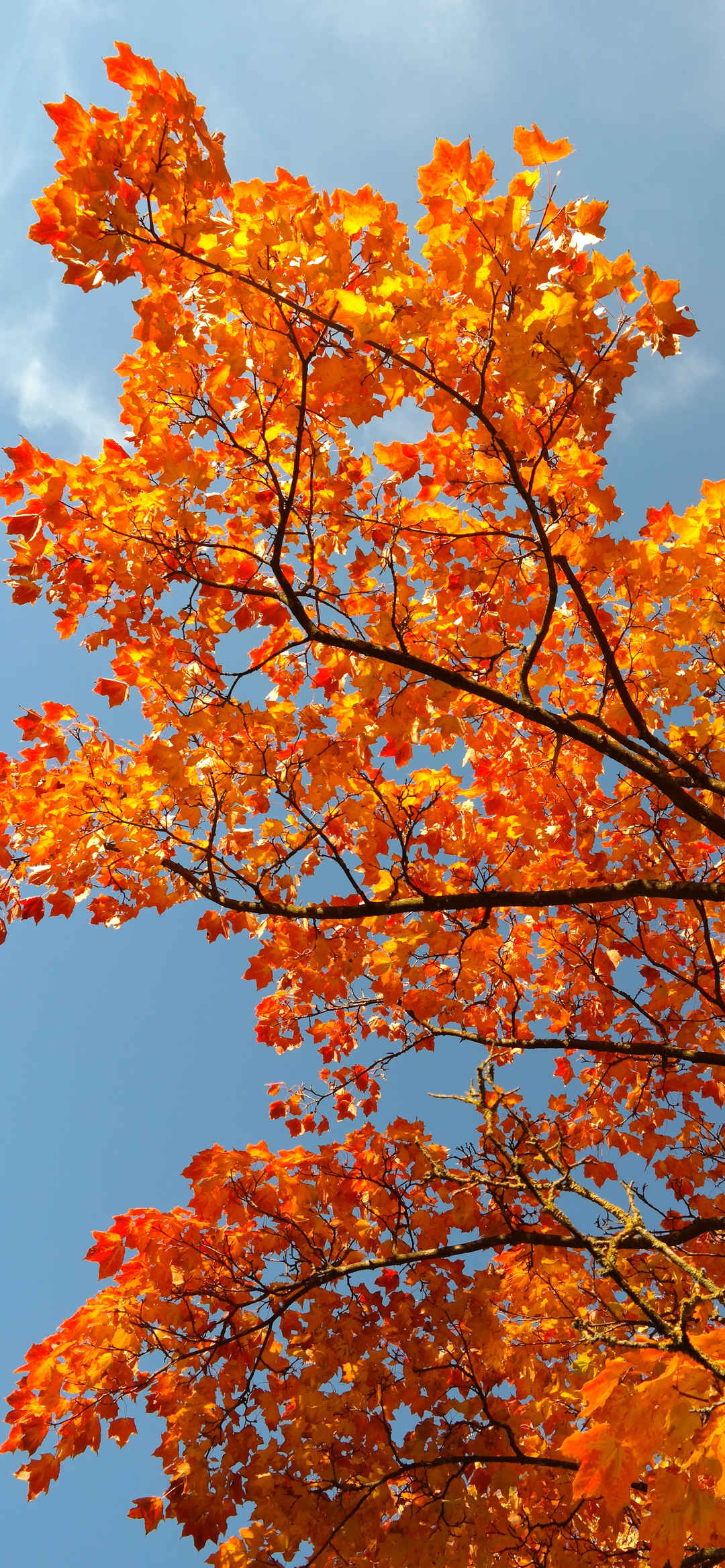 秋意渐浓阳光美好枫叶树壁纸-