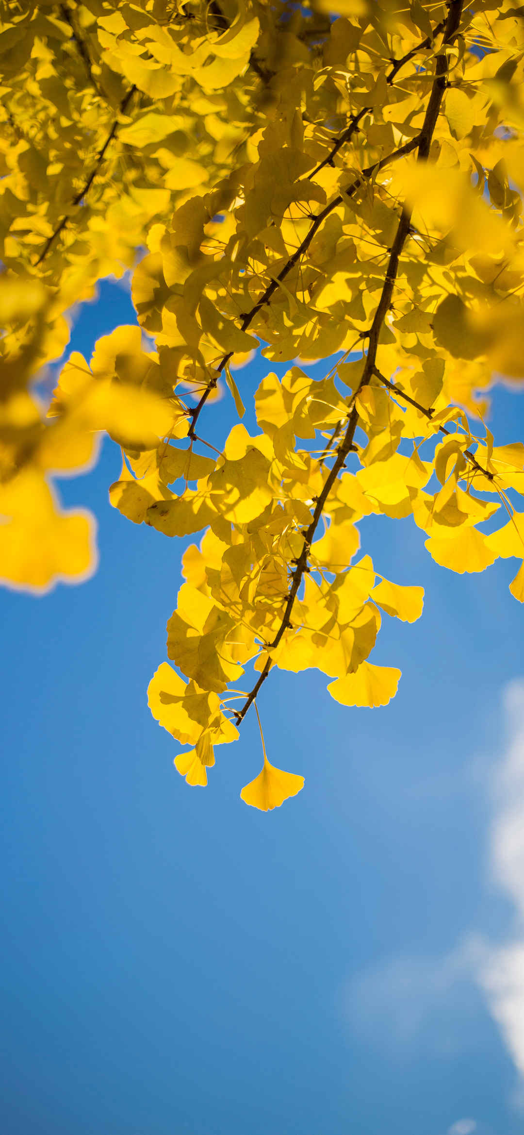 黄色叶子美景手机壁纸