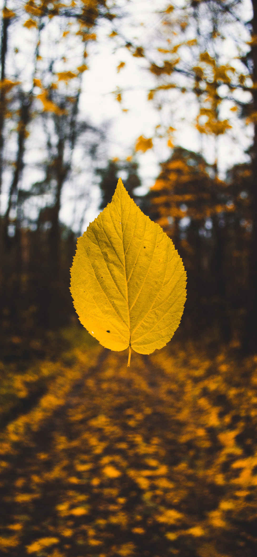 一片黄色树叶秋天的壁纸-