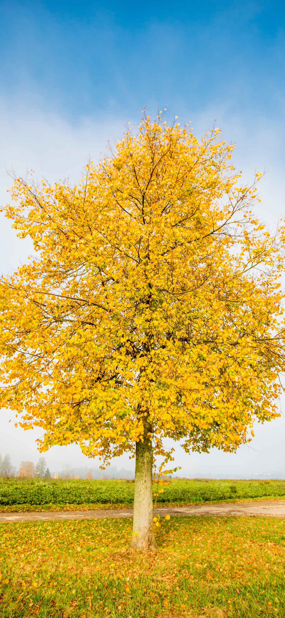 秋天一棵黄叶飘落的树自然风景壁纸-