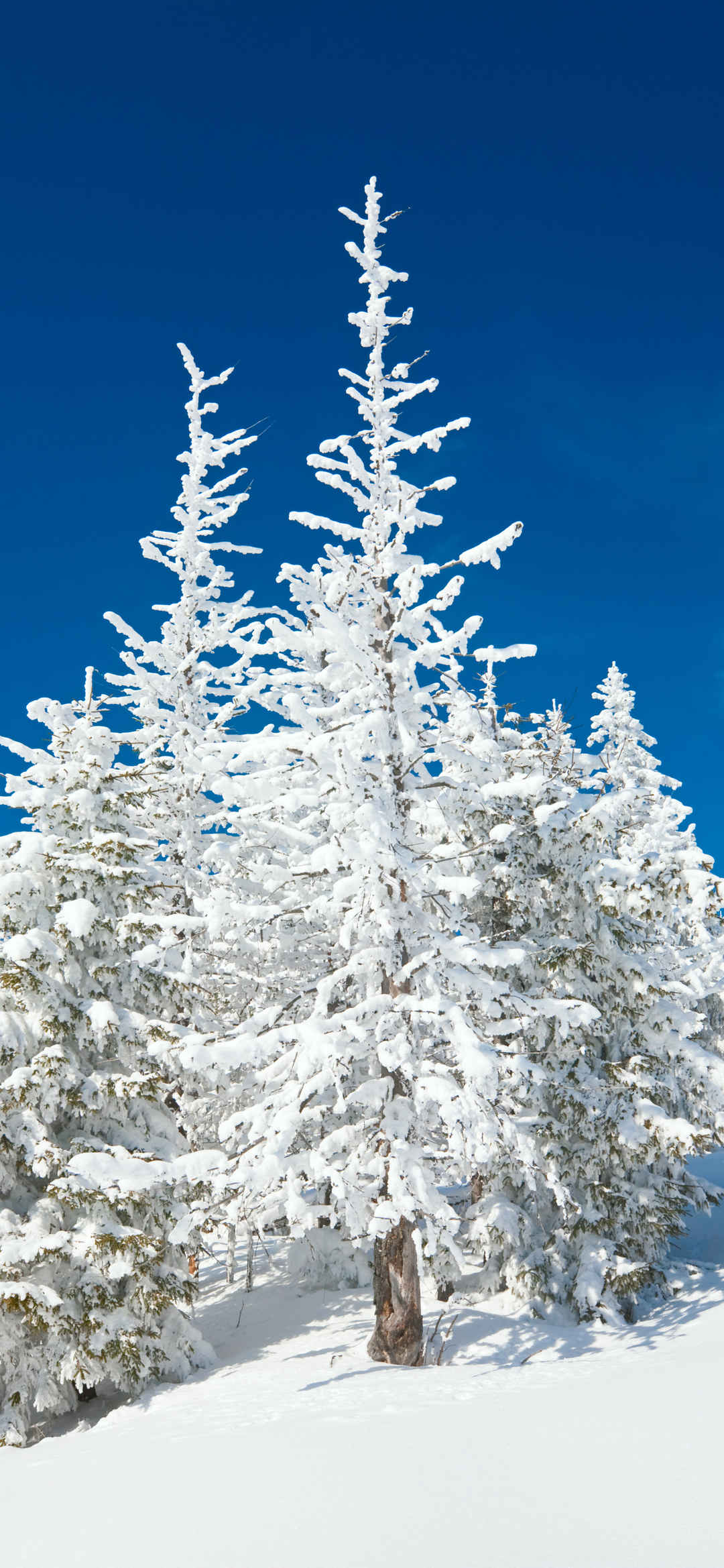 冬季结霜树木高清唯美手机壁纸