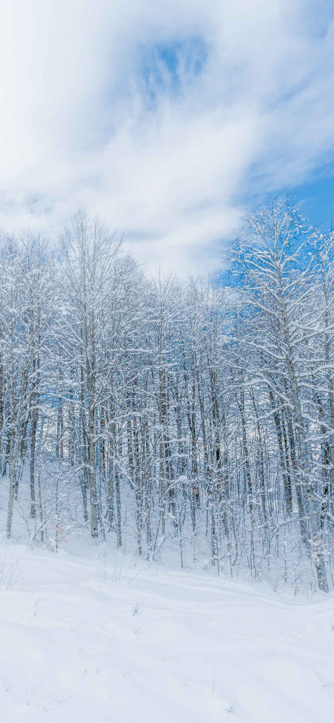 冬天树林意境图片