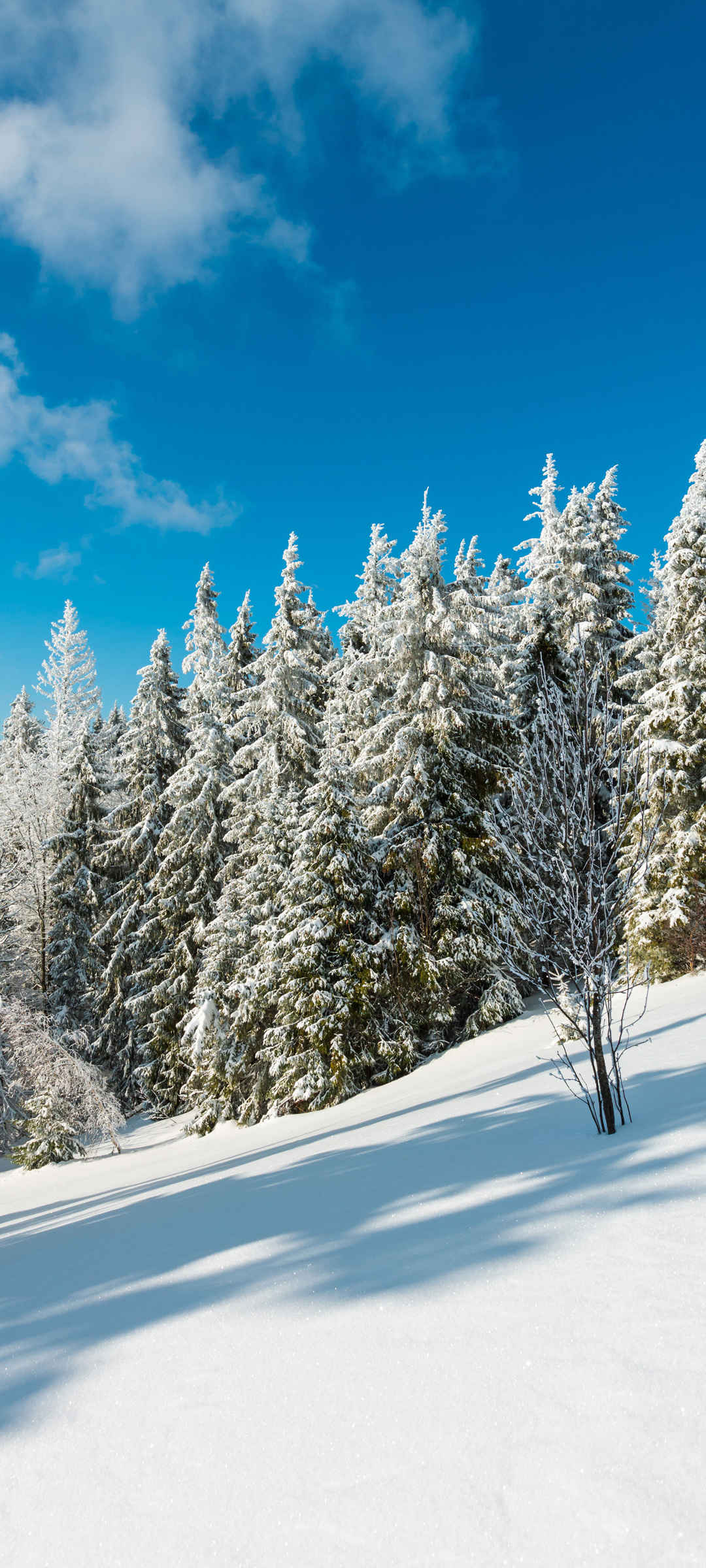 冬天树林雪景手机壁纸