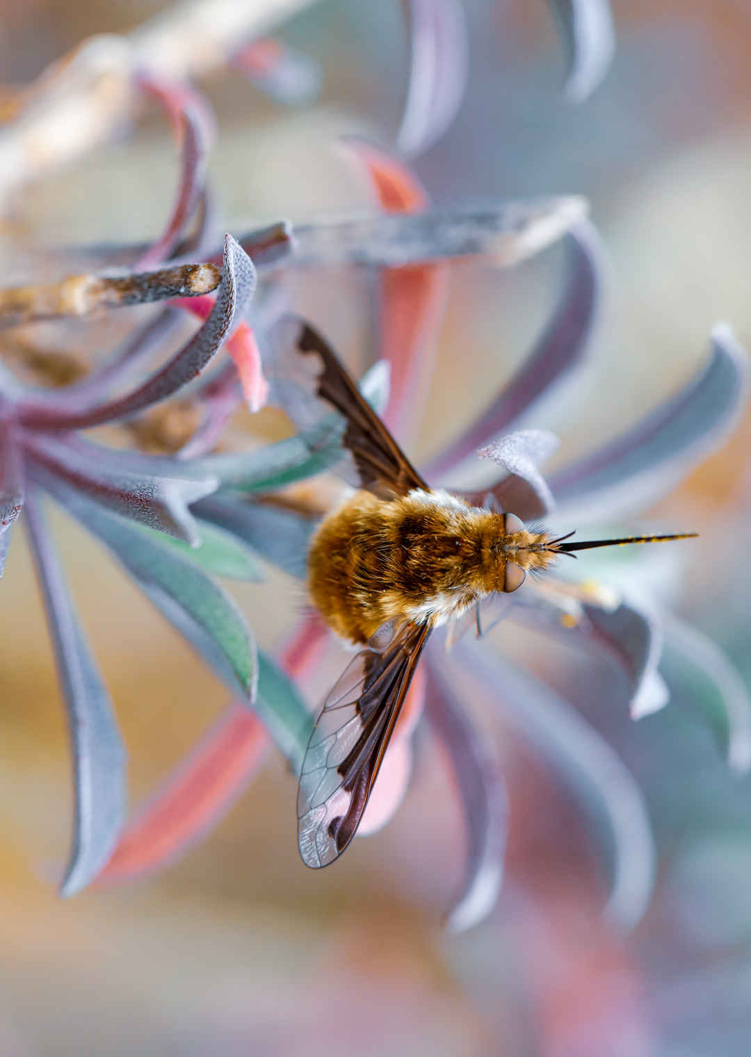 花瓣上的蜜蜂特写手机壁纸