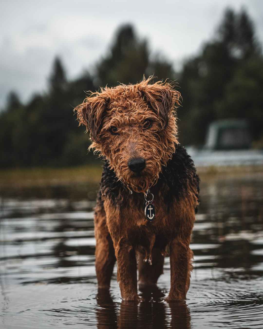 棕色狗狗被雨淋湿手机壁纸