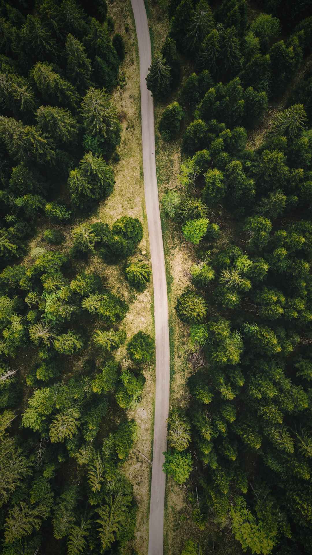 公路穿越森林手机壁纸