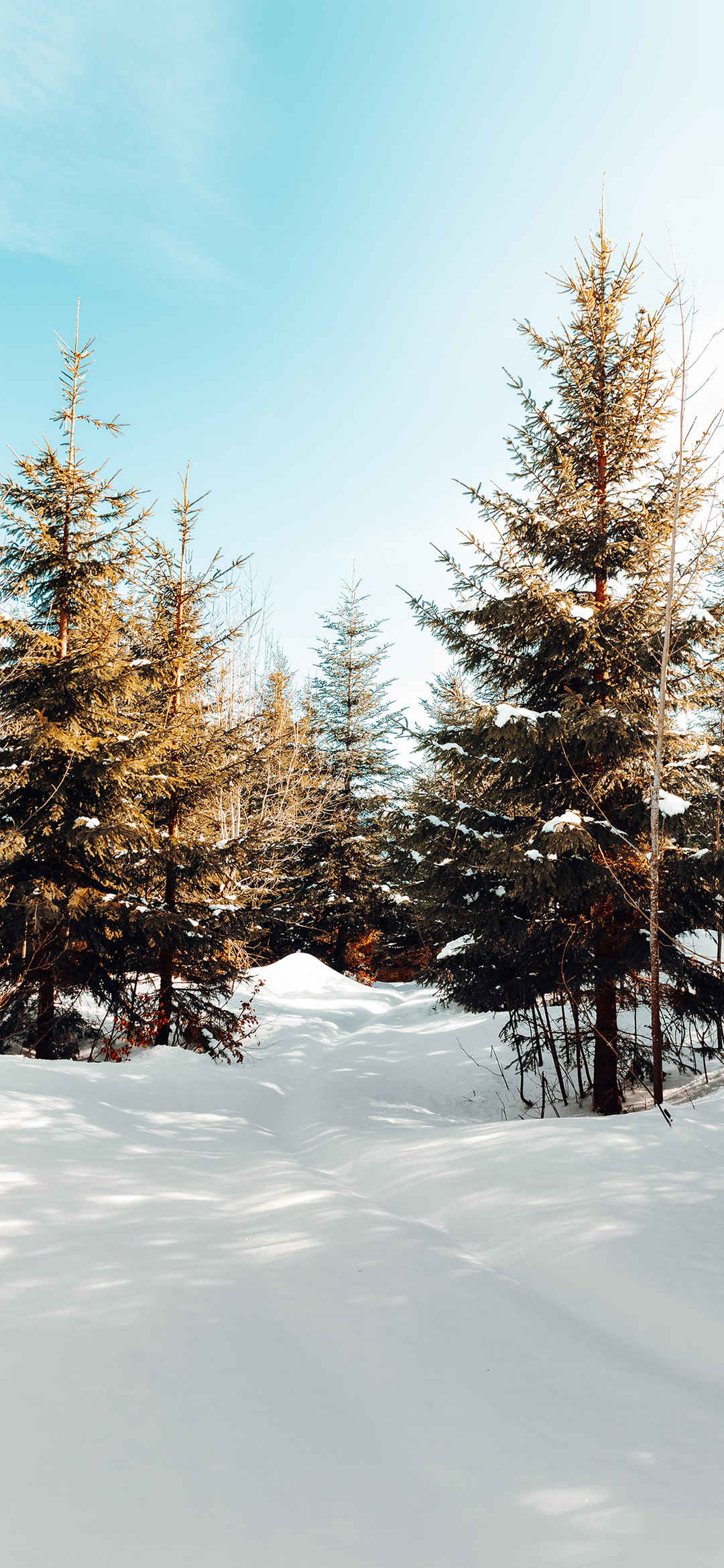 树林雪地冬日阳光手机壁纸