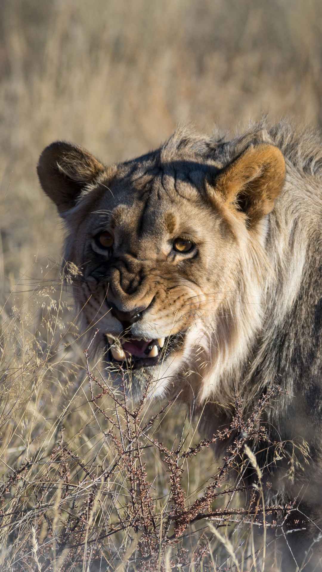 狮子愤怒手机壁纸