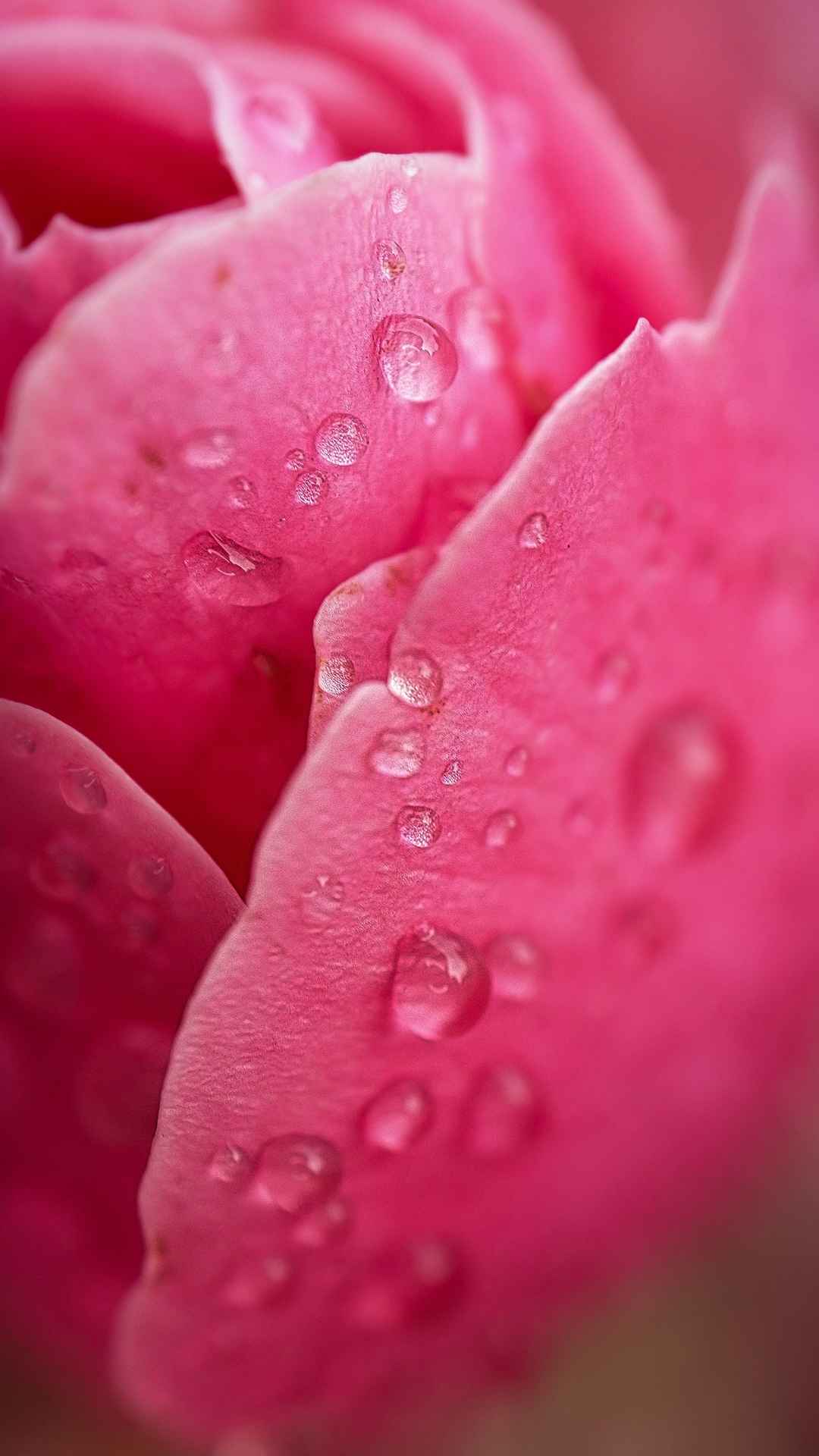 粉红色花瓣上水珠手机壁纸