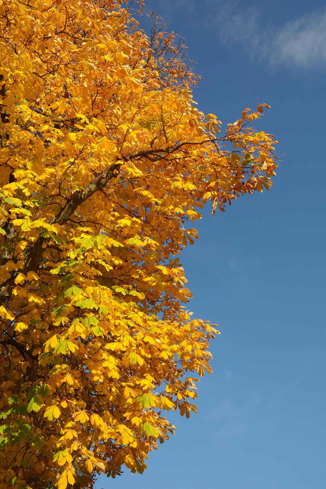 欧洲七叶树秋天图片-