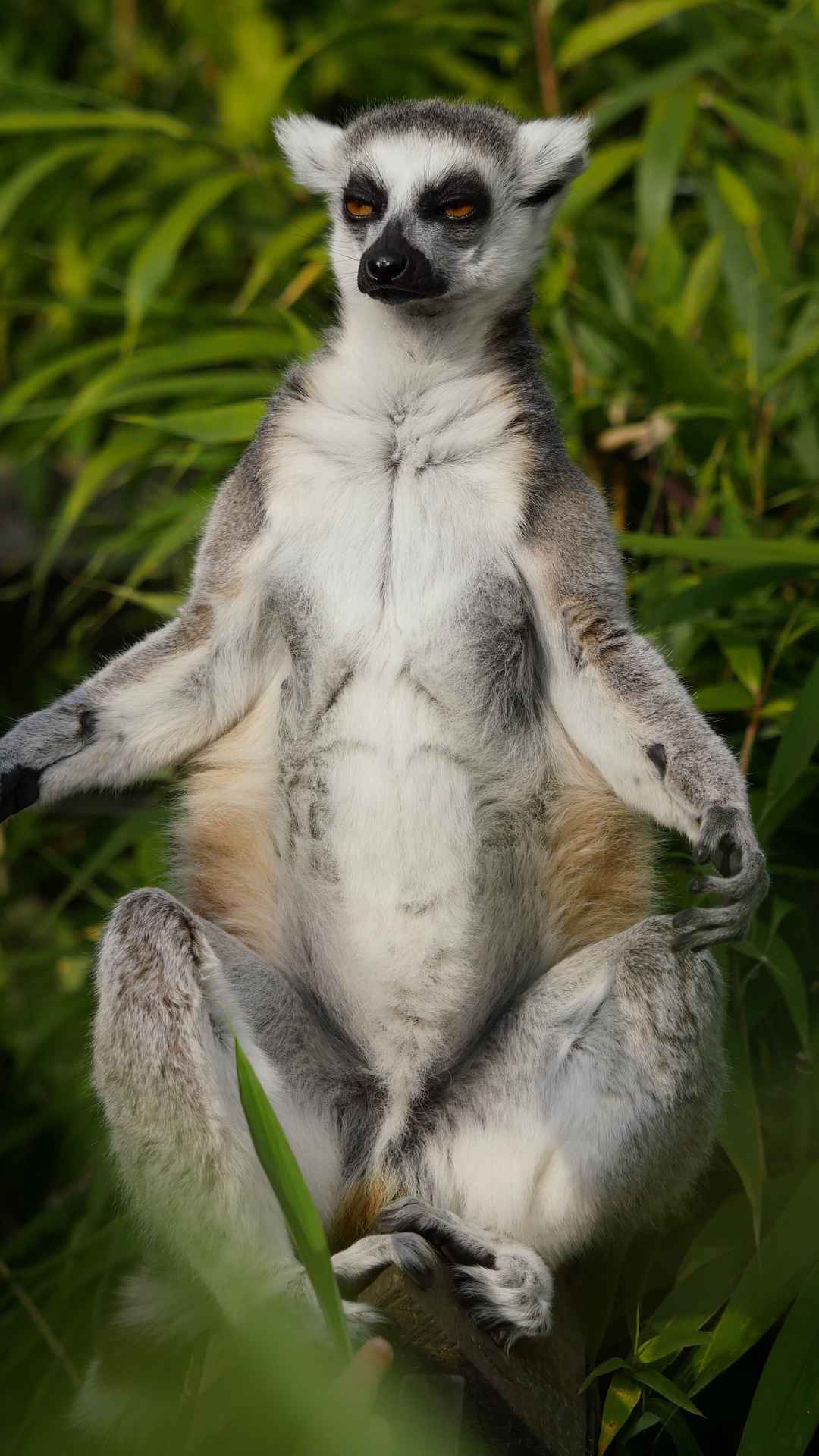 环尾狐猴手机壁纸