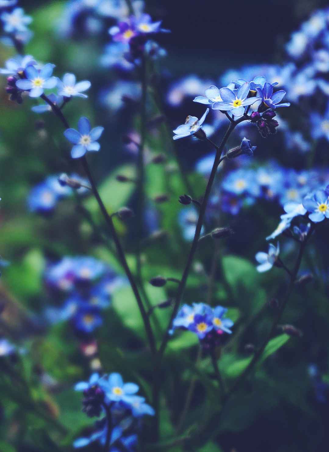 蓝色花朵特写手机壁纸