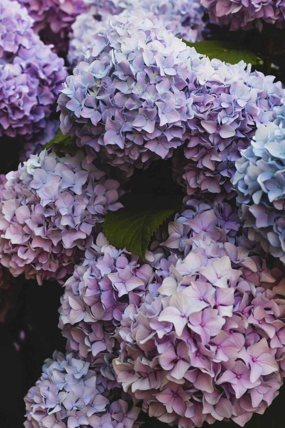 绣球花淡雅紫色壁纸图片