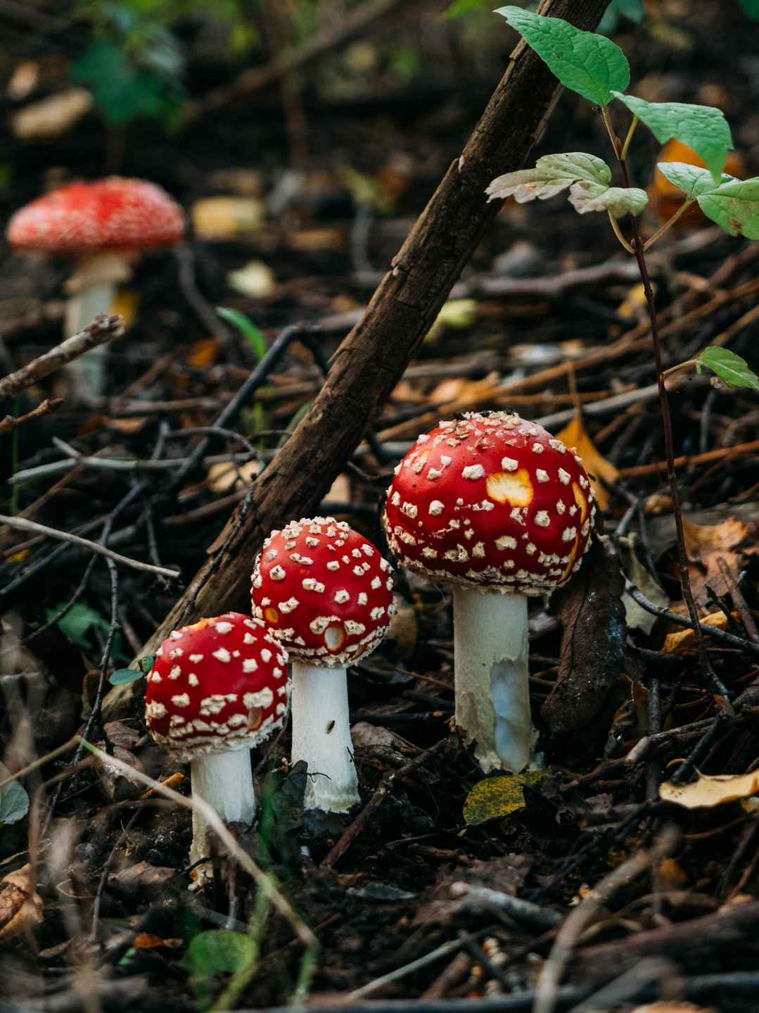 红色苍蝇伞蘑菇的图片-