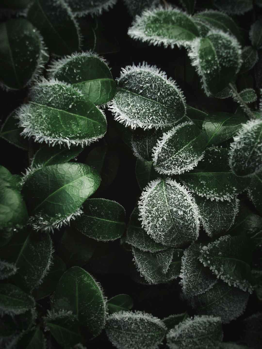 霜冻叶子壁纸图片-