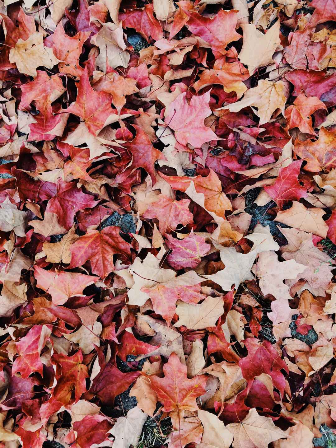 秋季地面的落叶壁纸图片-