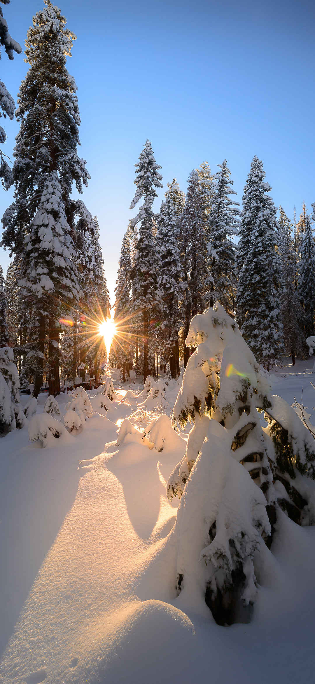 雪景冬日的阳光图片-