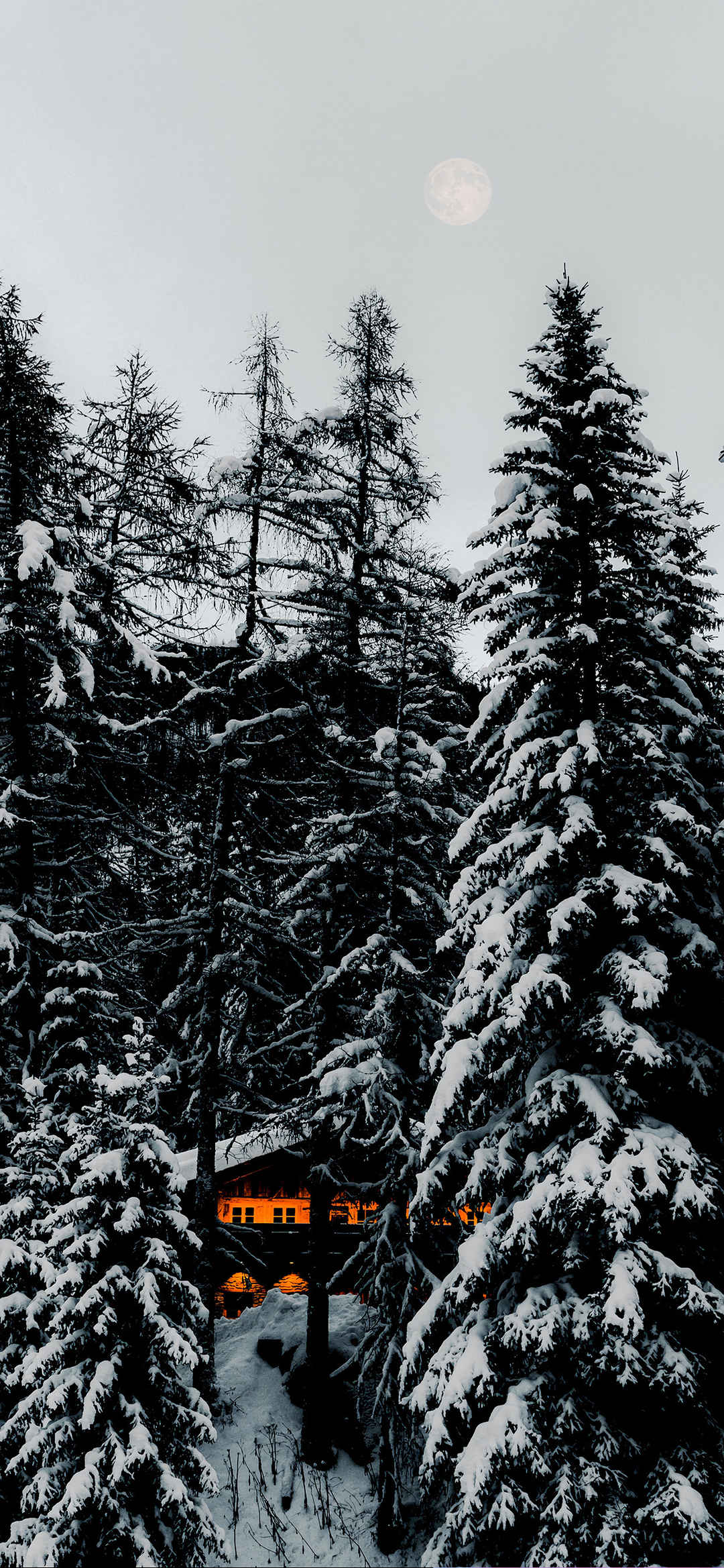 积雪挂在枝头上手机壁纸-