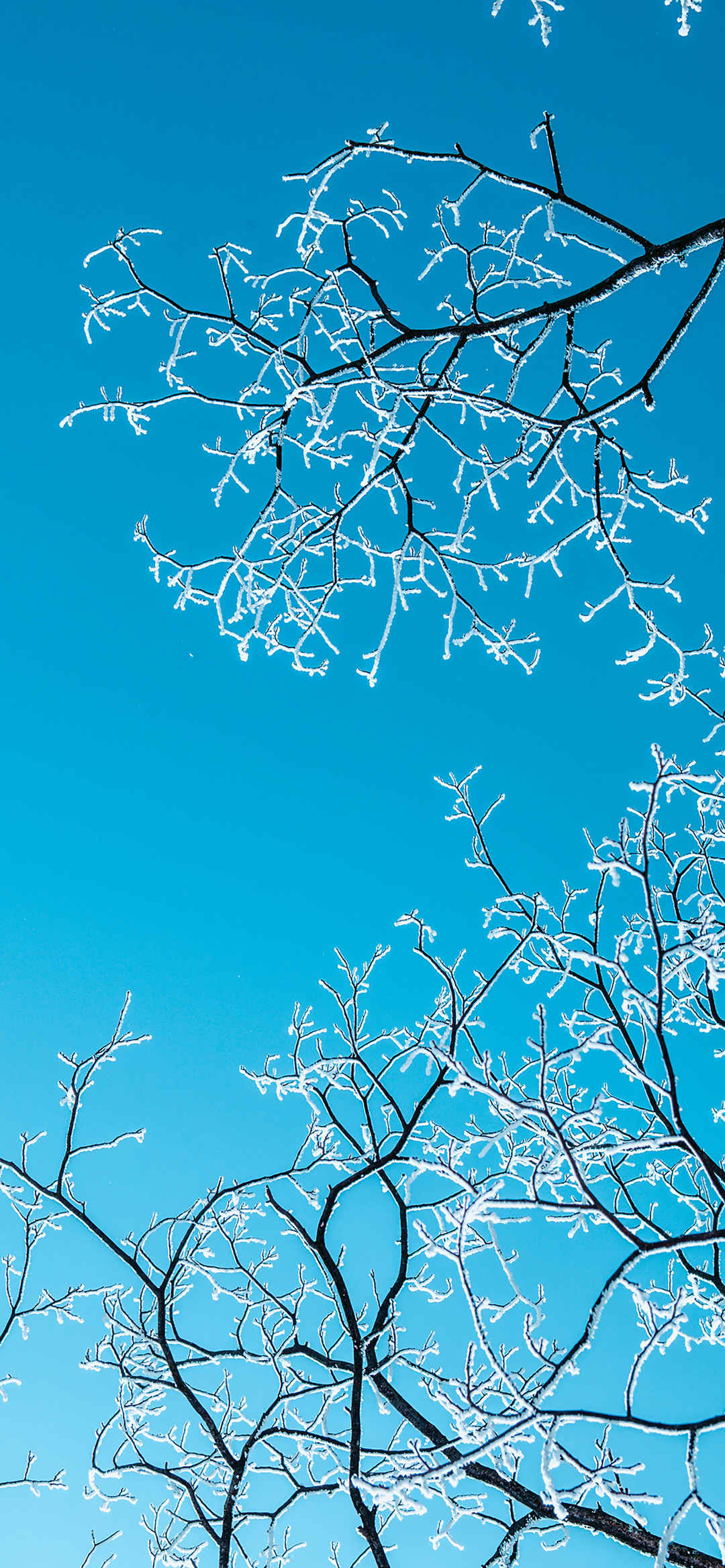 蓝天树木挂雪手机壁纸