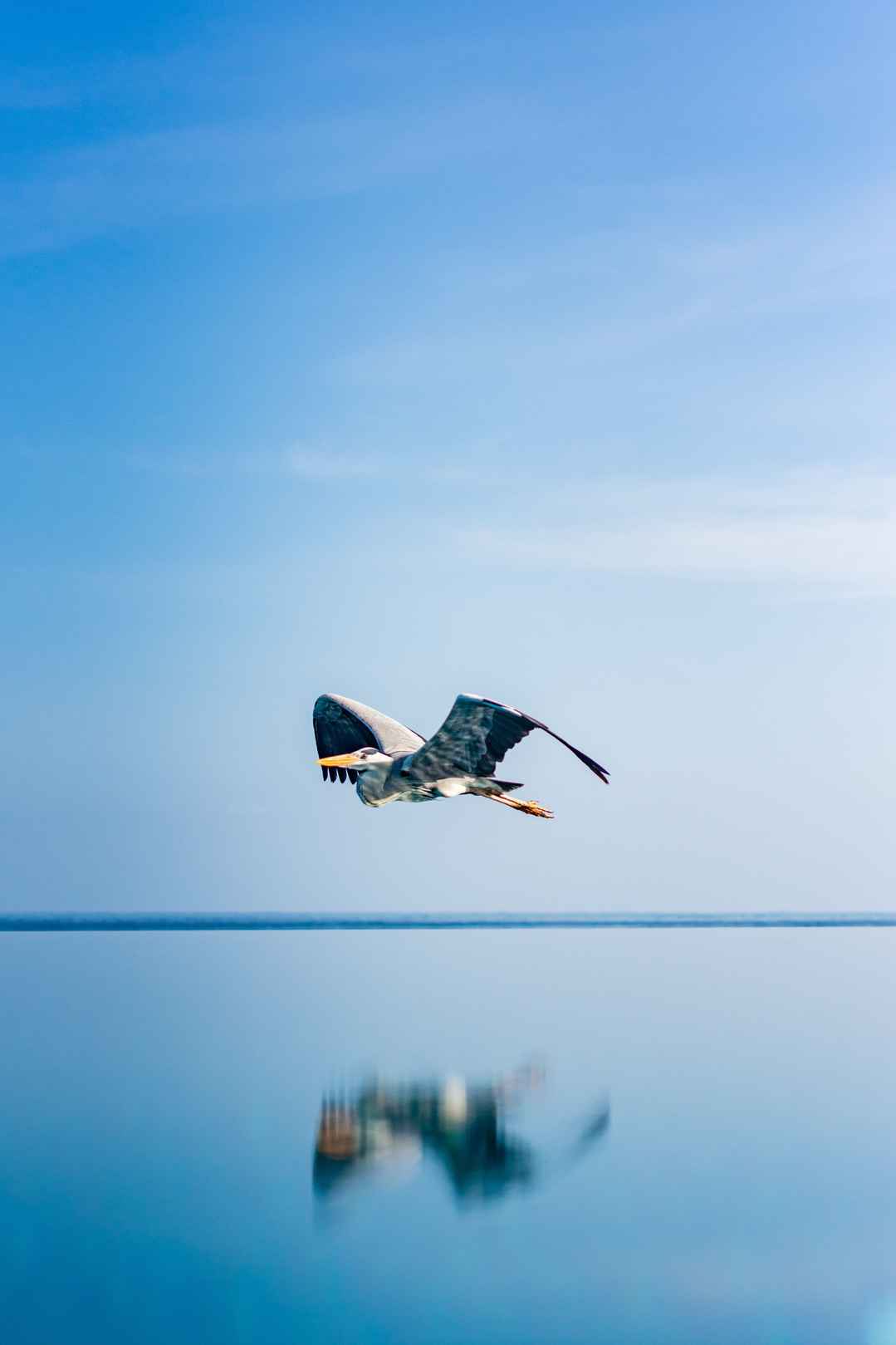 海鸥海平面飞翔手机壁纸