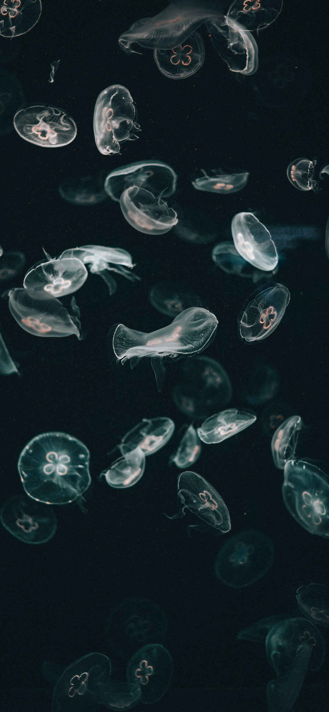 深海透明水母群手机壁纸