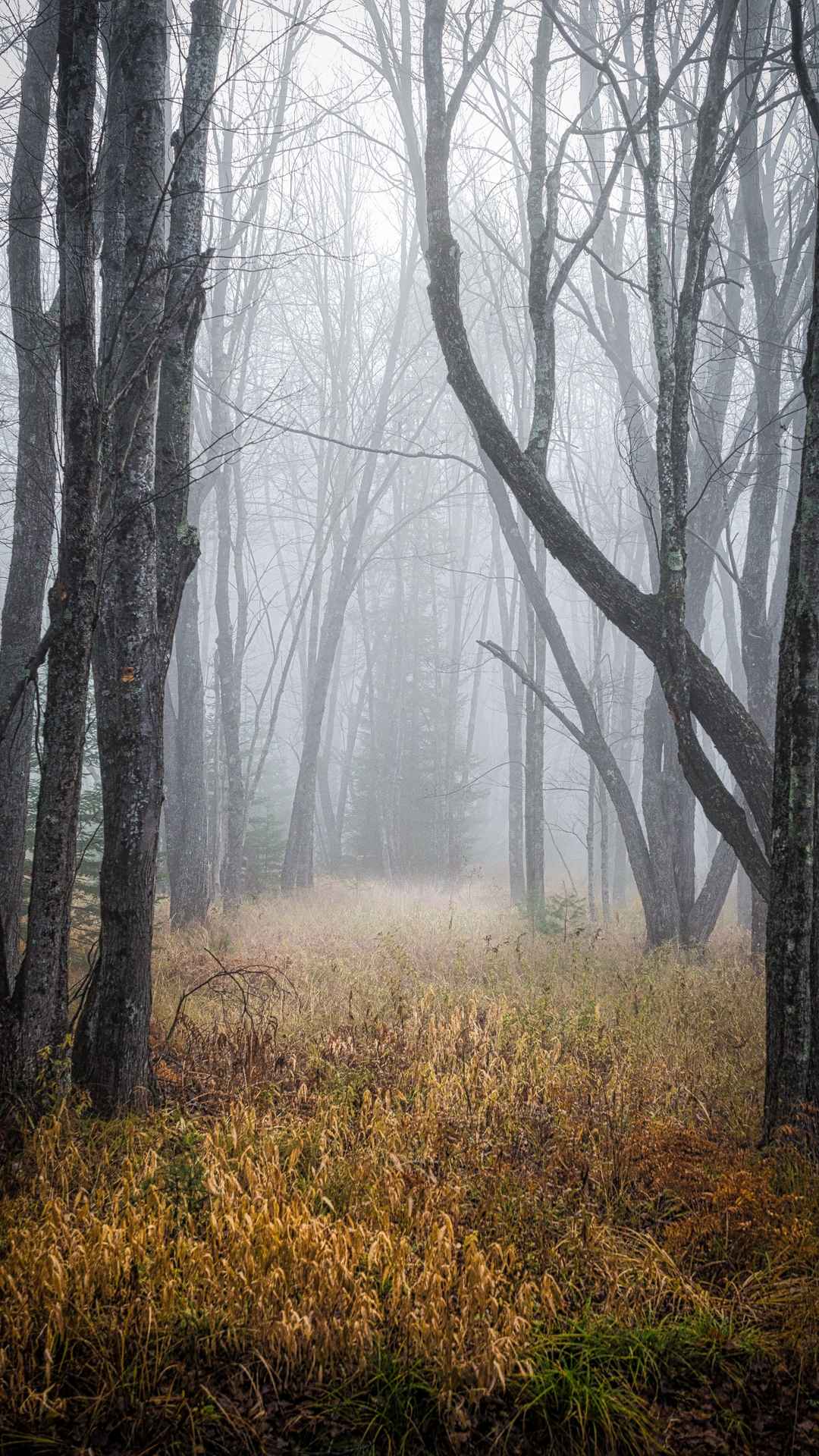 森林起雾手机壁纸