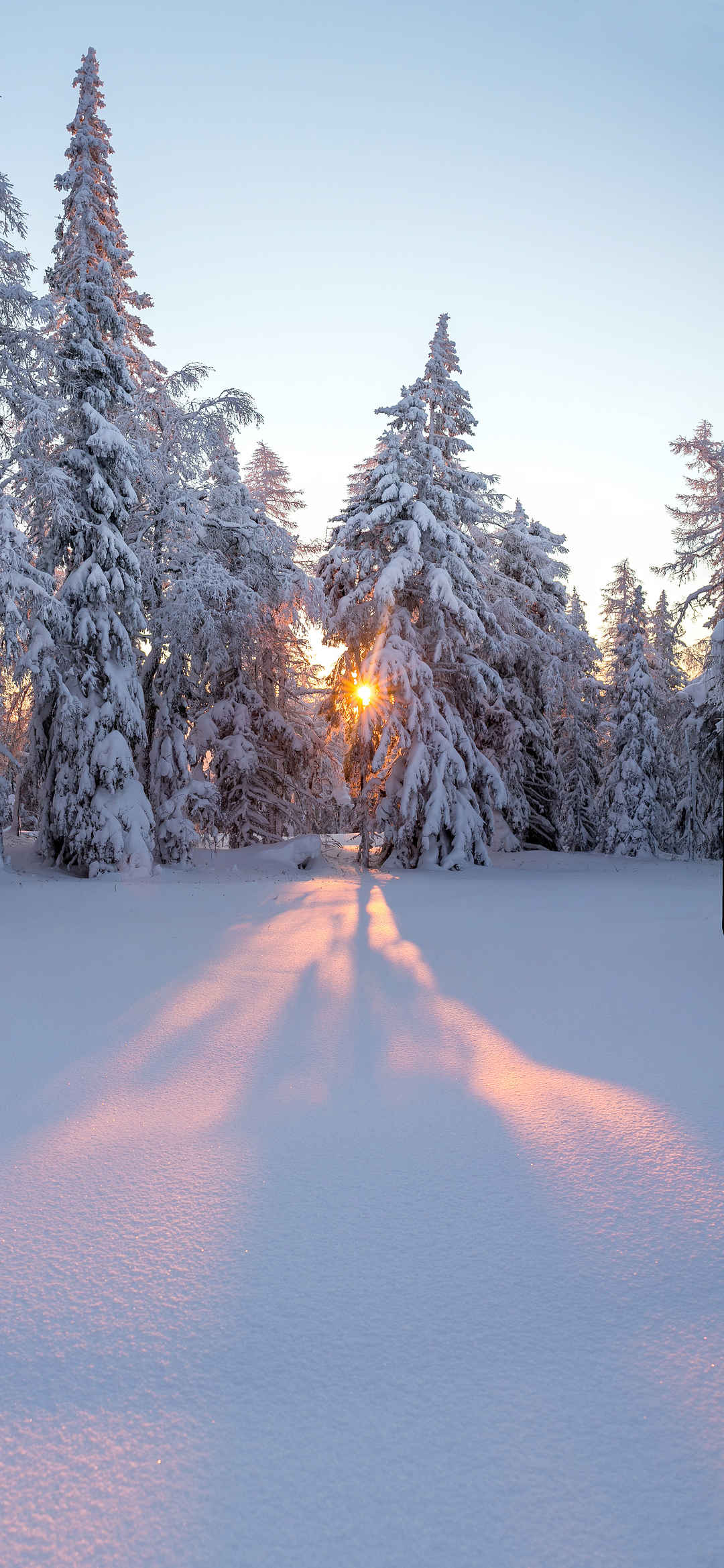 日出 树林 雪景壁纸-