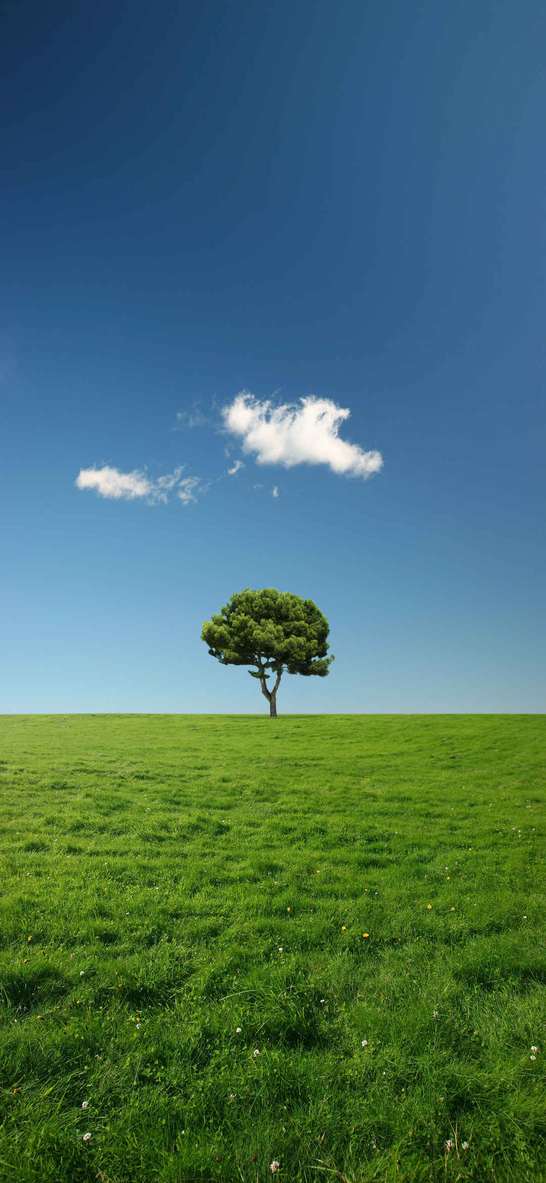 蓝天 白云 绿草地 一棵树 风景 4k高清手机壁纸