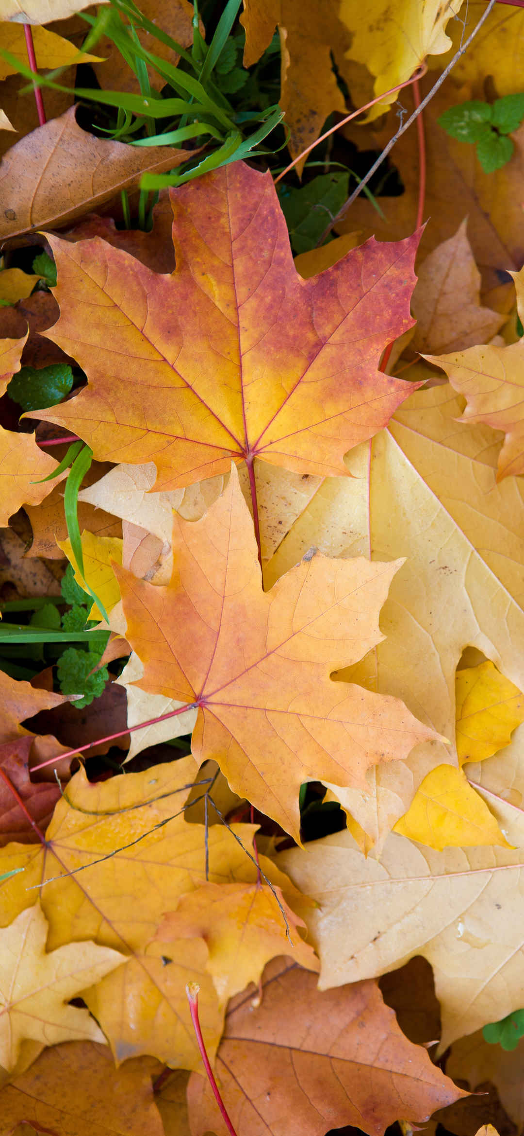 秋天枫叶4K手机壁纸图片背景