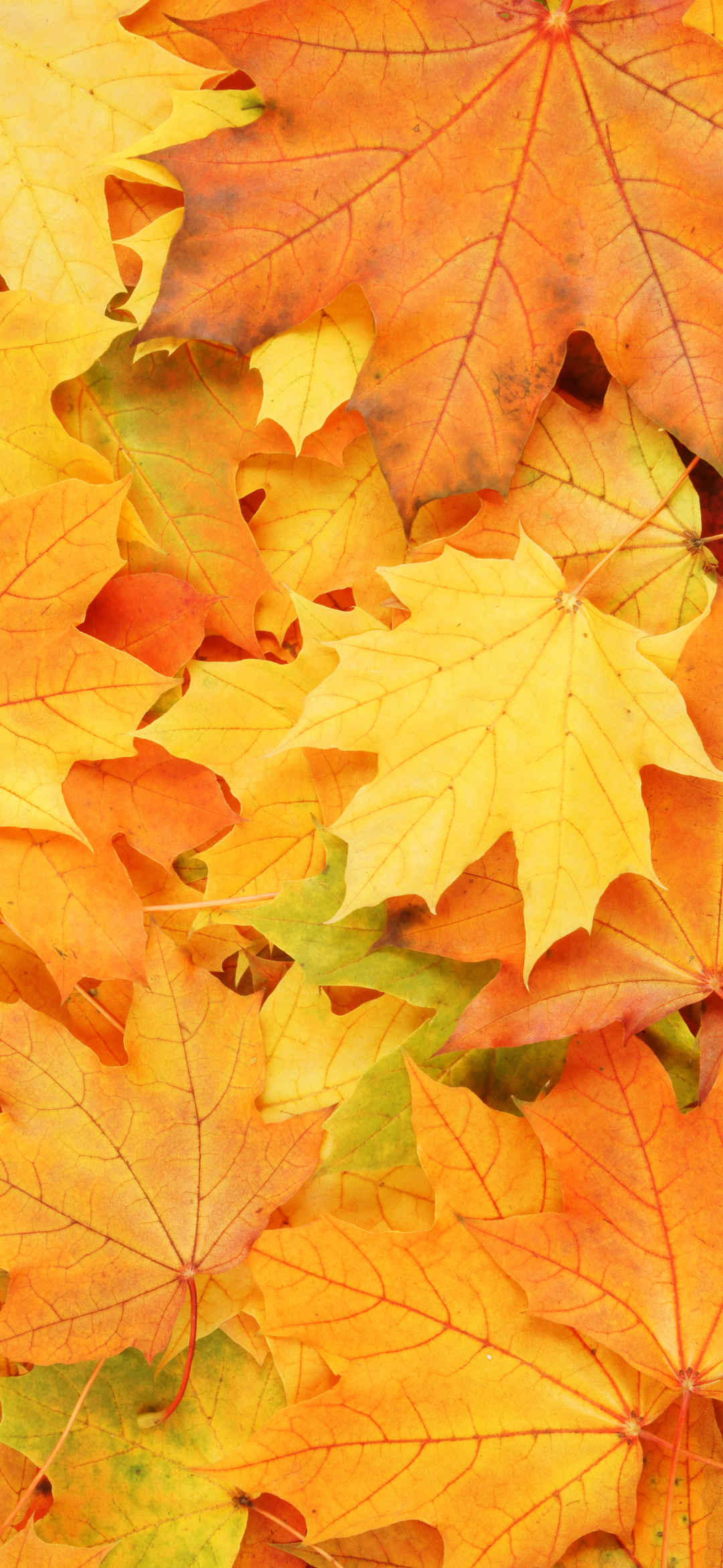 秋天的树叶 枫叶 高清4K手机壁纸背景图